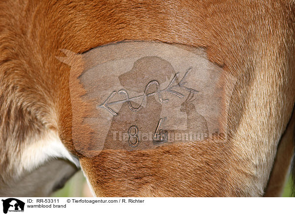 Deutsches Sportpferd Brandzeichen / warmblood brand / RR-53311