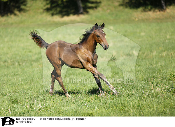 rennendes Fohlen / running foal / RR-55660