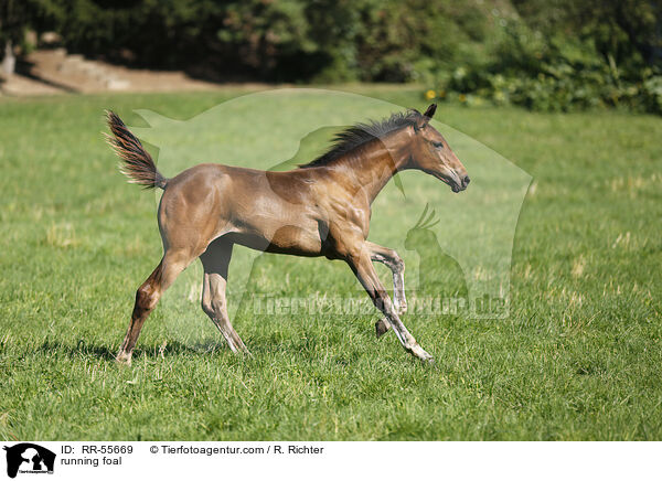 rennendes Fohlen / running foal / RR-55669