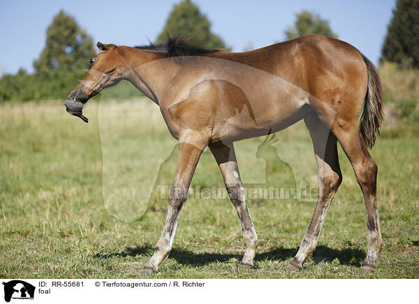 foal / RR-55681