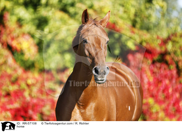 horse / RR-57108