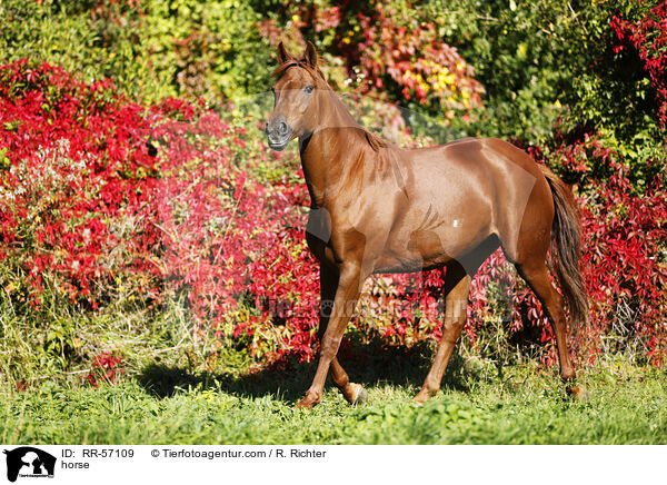 horse / RR-57109