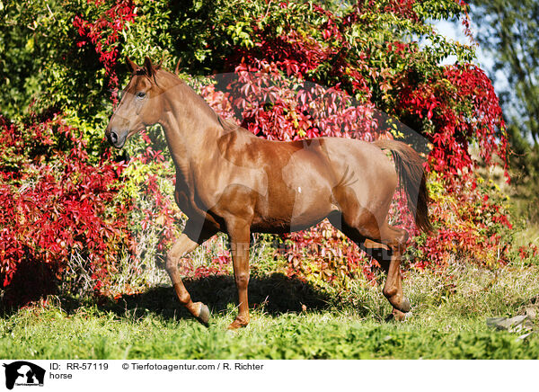 horse / RR-57119