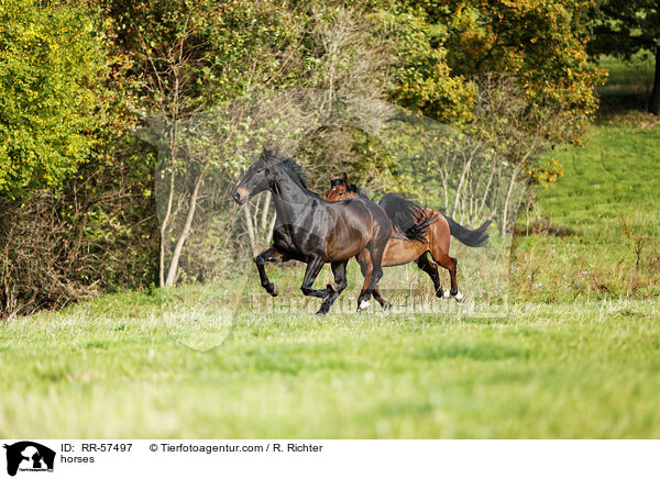 horses / RR-57497
