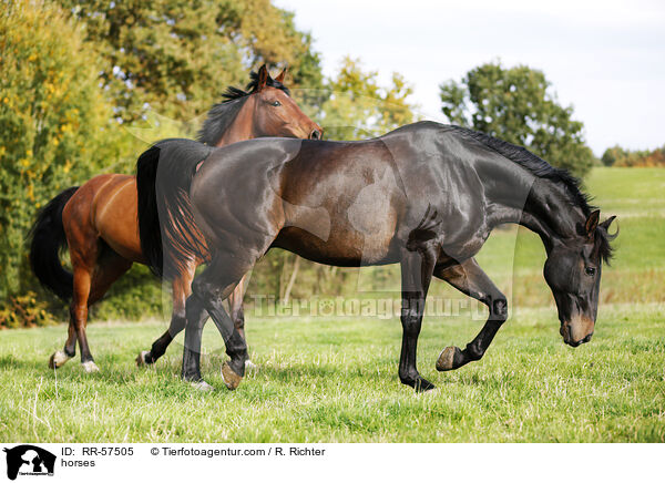 Pferde / horses / RR-57505