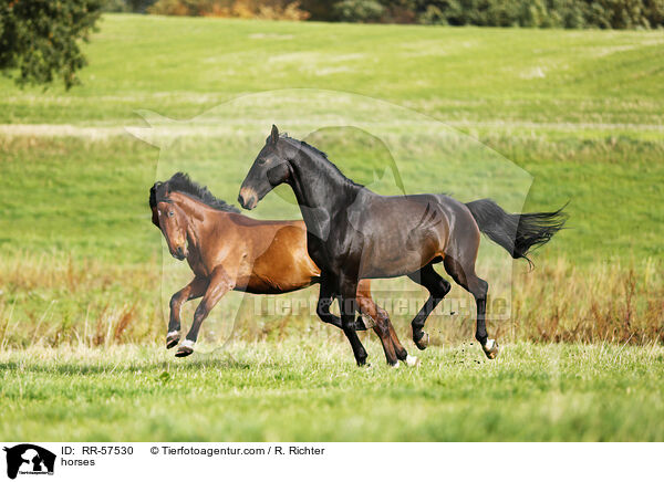 horses / RR-57530