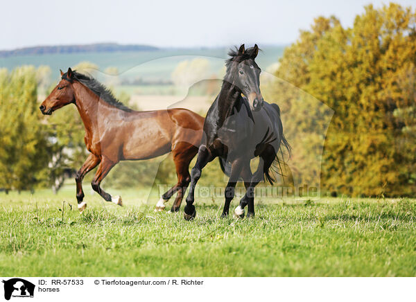horses / RR-57533
