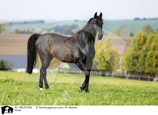 horse / RR-57538