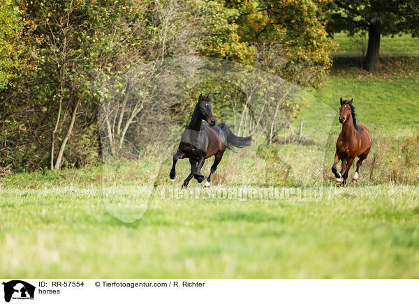 horses / RR-57554