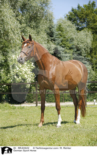German Sport Horse / RR-60922