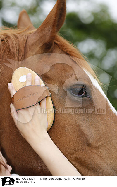Kopf brsten / head cleaning / RR-61351