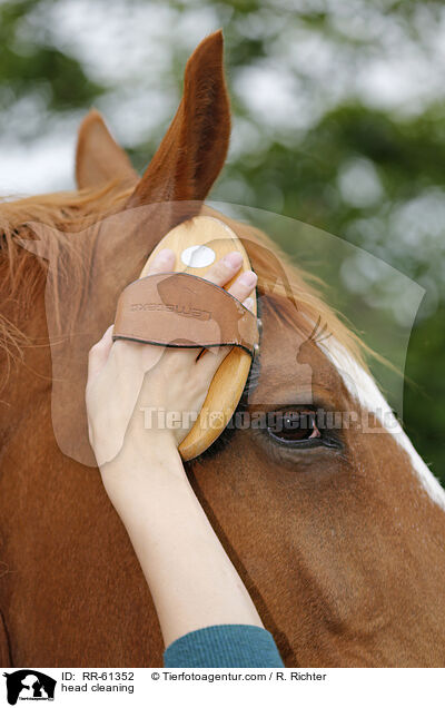 Kopf brsten / head cleaning / RR-61352