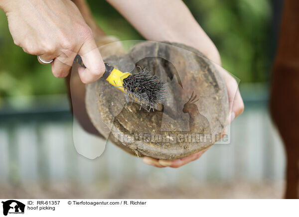 Hufe auskratzen / hoof picking / RR-61357