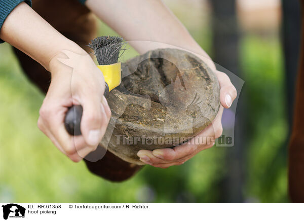 Hufe auskratzen / hoof picking / RR-61358