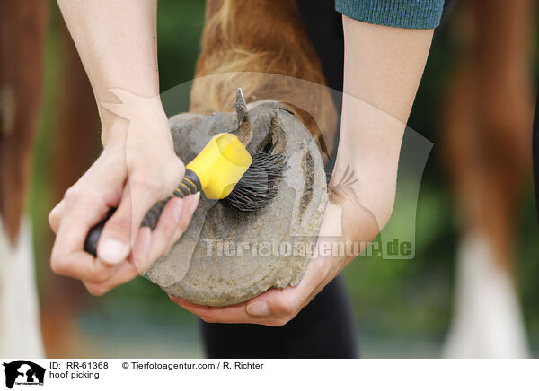 Hufe auskratzen / hoof picking / RR-61368