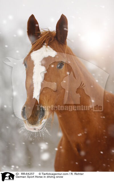 Deutsches Sportpferd im Schneegestber / German Sport Horse in driving snow / RR-64257