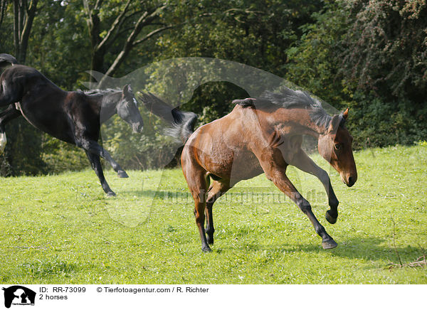 2 Pferde / 2 horses / RR-73099