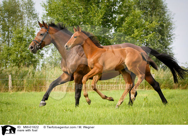 mare with foal / MW-01822
