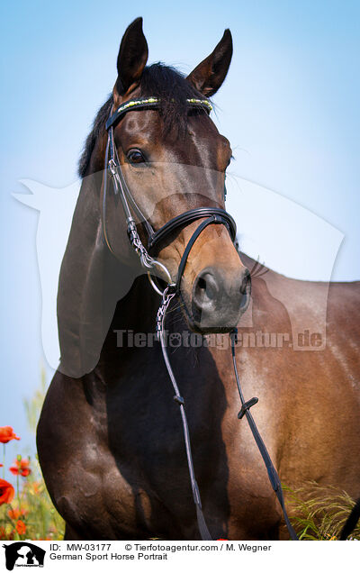 Deutsches Sportpferd Portrait / German Sport Horse Portrait / MW-03177