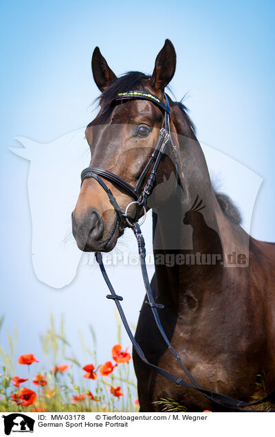Deutsches Sportpferd Portrait / German Sport Horse Portrait / MW-03178