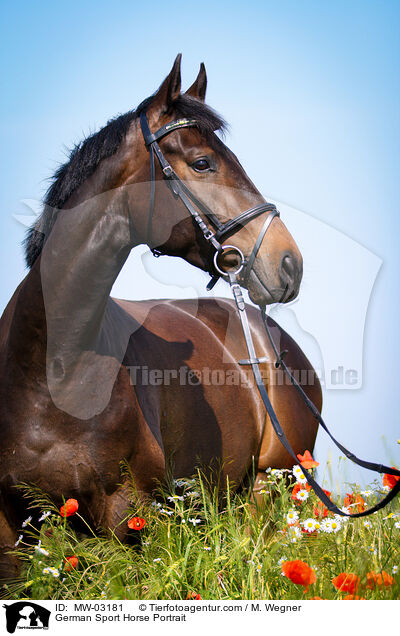 Deutsches Sportpferd Portrait / German Sport Horse Portrait / MW-03181