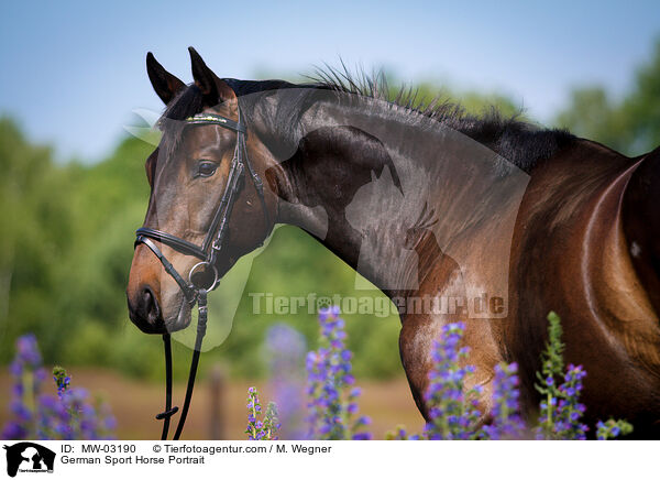 Deutsches Sportpferd Portrait / German Sport Horse Portrait / MW-03190