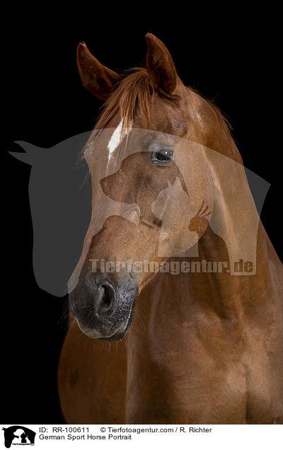 German Sport Horse Portrait / RR-100611