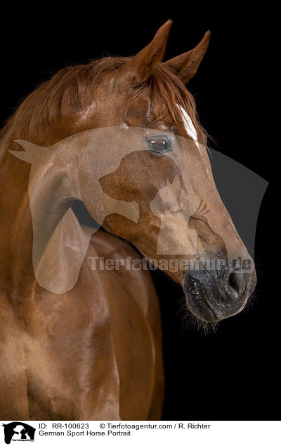 German Sport Horse Portrait / RR-100623