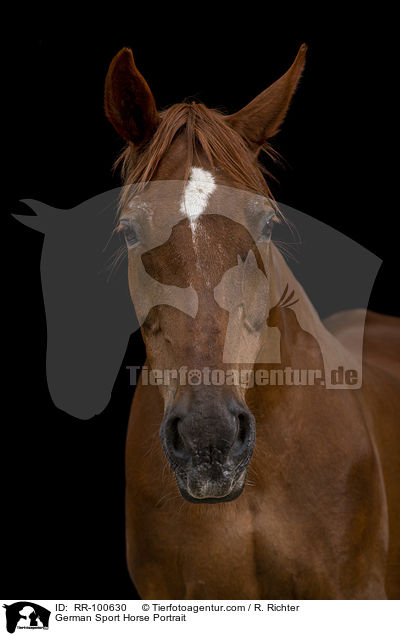 German Sport Horse Portrait / RR-100630