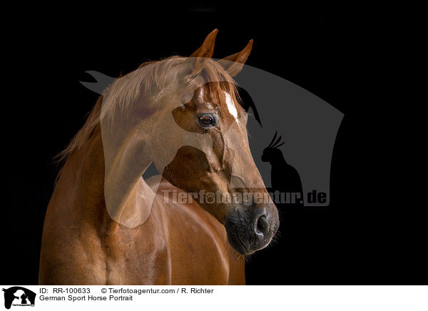 Deutsches Sportpferd Portrait / German Sport Horse Portrait / RR-100633
