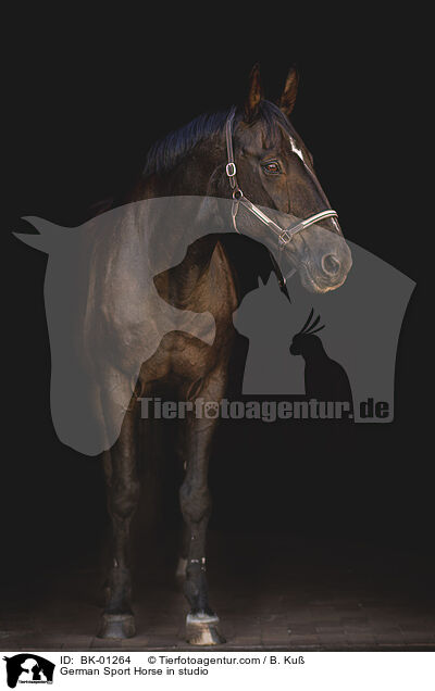 Deutsches Sportpferd im Studio / German Sport Horse in studio / BK-01264