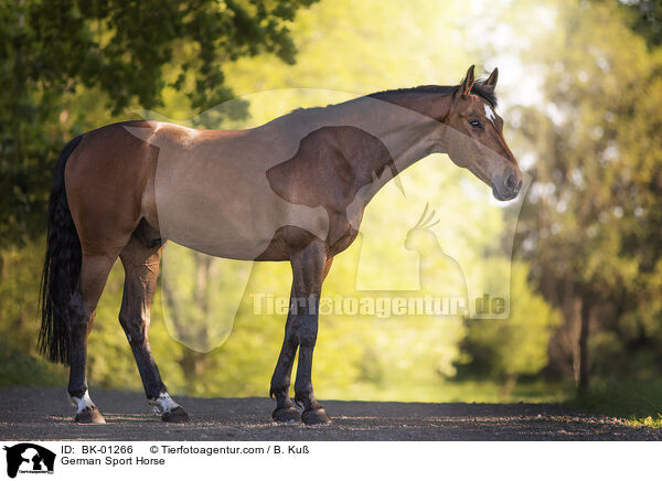 Deutsches Sportpferd / German Sport Horse / BK-01266