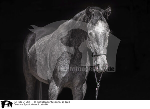 Deutsches Sportpferd im Studio / German Sport Horse in studio / BK-01267