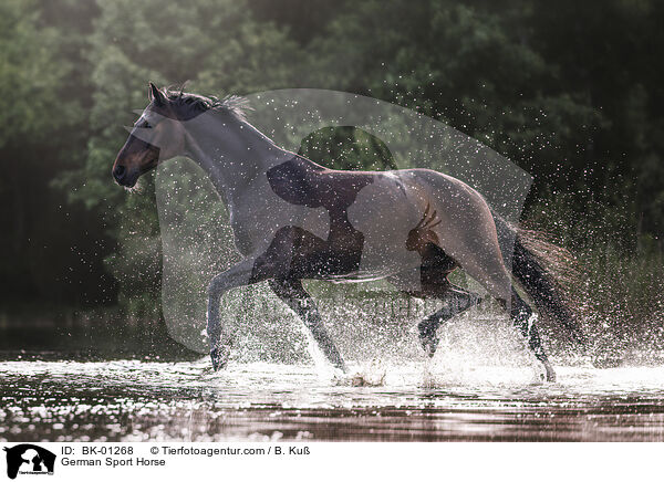 Deutsches Sportpferd / German Sport Horse / BK-01268