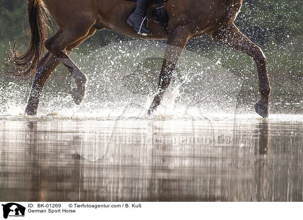 Deutsches Sportpferd / German Sport Horse / BK-01269