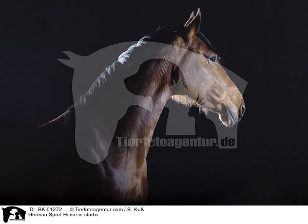 Deutsches Sportpferd im Studio / German Sport Horse in studio / BK-01272