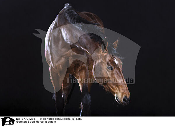 Deutsches Sportpferd im Studio / German Sport Horse in studio / BK-01275