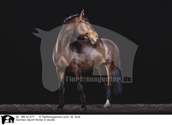 Deutsches Sportpferd im Studio / German Sport Horse in studio / BK-01277