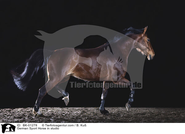 Deutsches Sportpferd im Studio / German Sport Horse in studio / BK-01278
