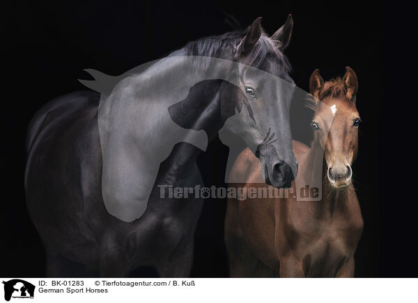 Deutsches Sportpferde / German Sport Horses / BK-01283