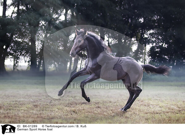 Deutsches Sportpferd Fohlen / German Sport Horse foal / BK-01289