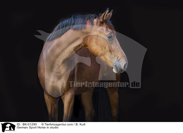 Deutsches Sportpferd im Studio / German Sport Horse in studio / BK-01290