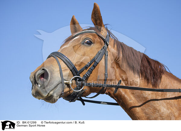 Deutsches Sportpferd / German Sport Horse / BK-01299