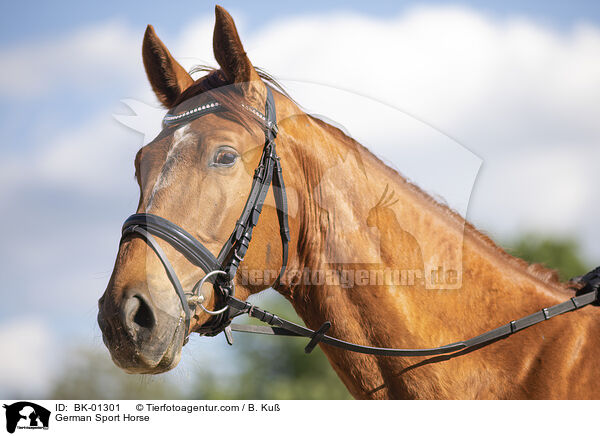 Deutsches Sportpferd / German Sport Horse / BK-01301