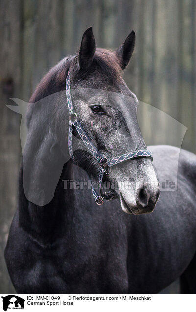 Deutsches Sportpferd / German Sport Horse / MM-01049