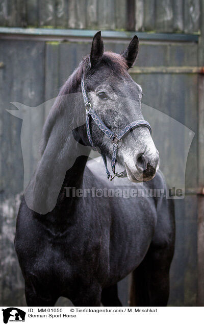 Deutsches Sportpferd / German Sport Horse / MM-01050
