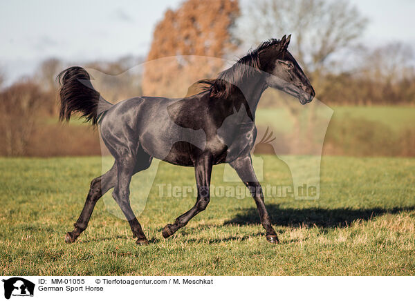 Deutsches Sportpferd / German Sport Horse / MM-01055