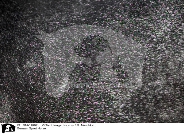 Deutsches Sportpferd / German Sport Horse / MM-01062