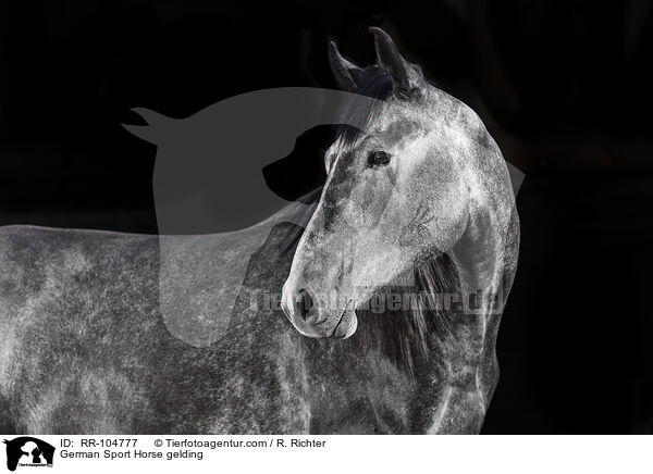 Deutscher Sportpferd Wallach / German Sport Horse gelding / RR-104777