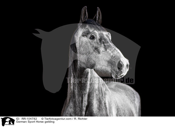 Deutscher Sportpferd Wallach / German Sport Horse gelding / RR-104782